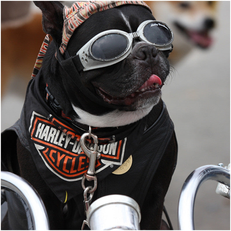 H-D Pets