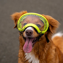 V2 Dog Goggles (black)